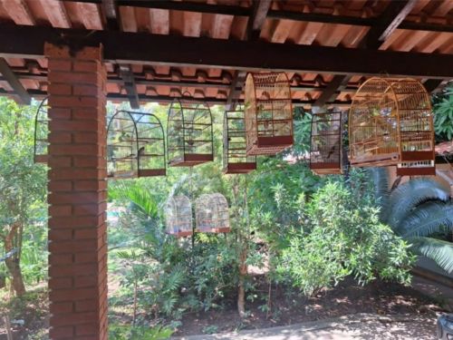 Morador de São João é multado em R$ 23 mil por manter aves silvestres e híbridas em cativeiro 
