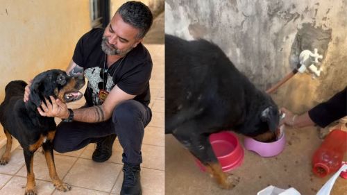 No Dia Mundial do Cão, Polícia resgata animal vítima de maus-tratos e prende homem em Casa Branca