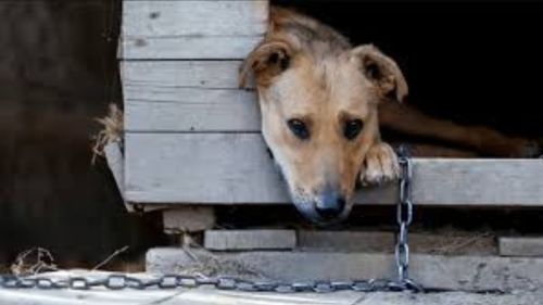 Agora é lei: São Paulo proíbe acorrentar cães e gatos