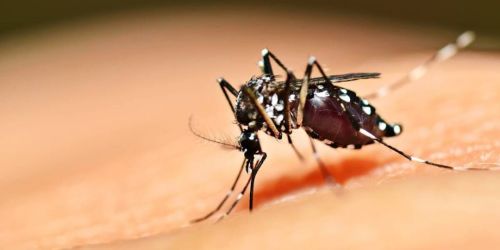 Dengue já matou mais de 20 pessoas este ano; SP e MG têm o maior número de casos da doença