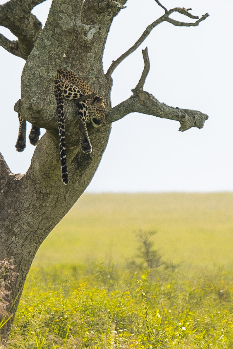 Safari in Tanzania