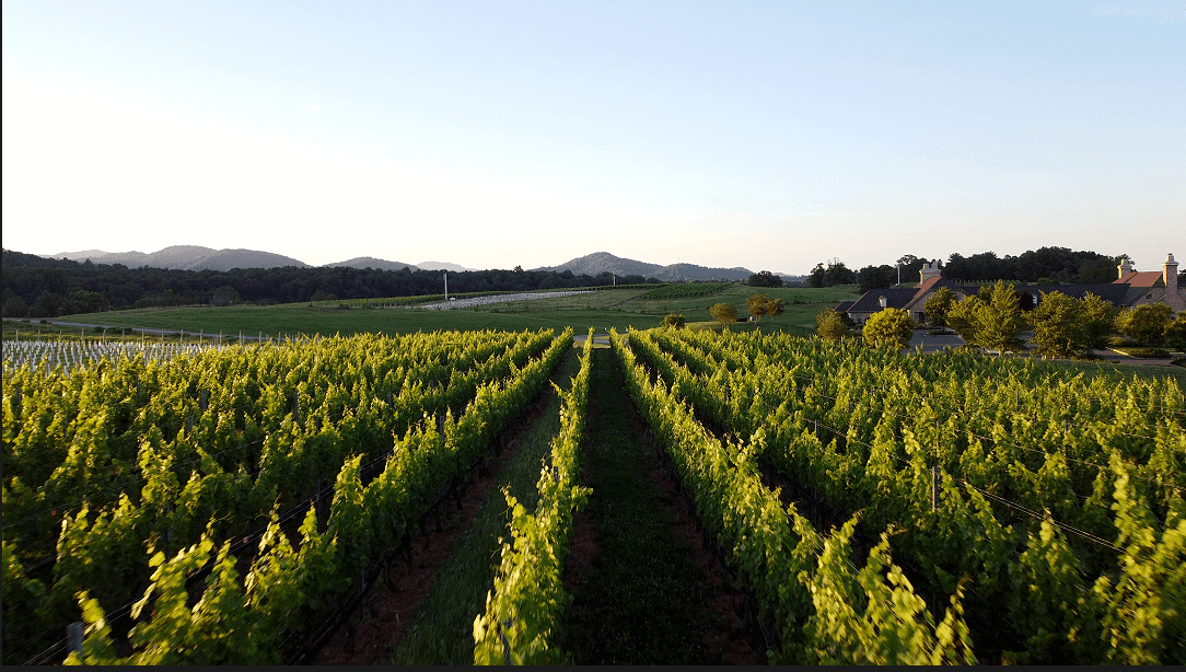 Rolling vineyard rows in Madison County, Virginia with the Blue Ridge Mountains in the background