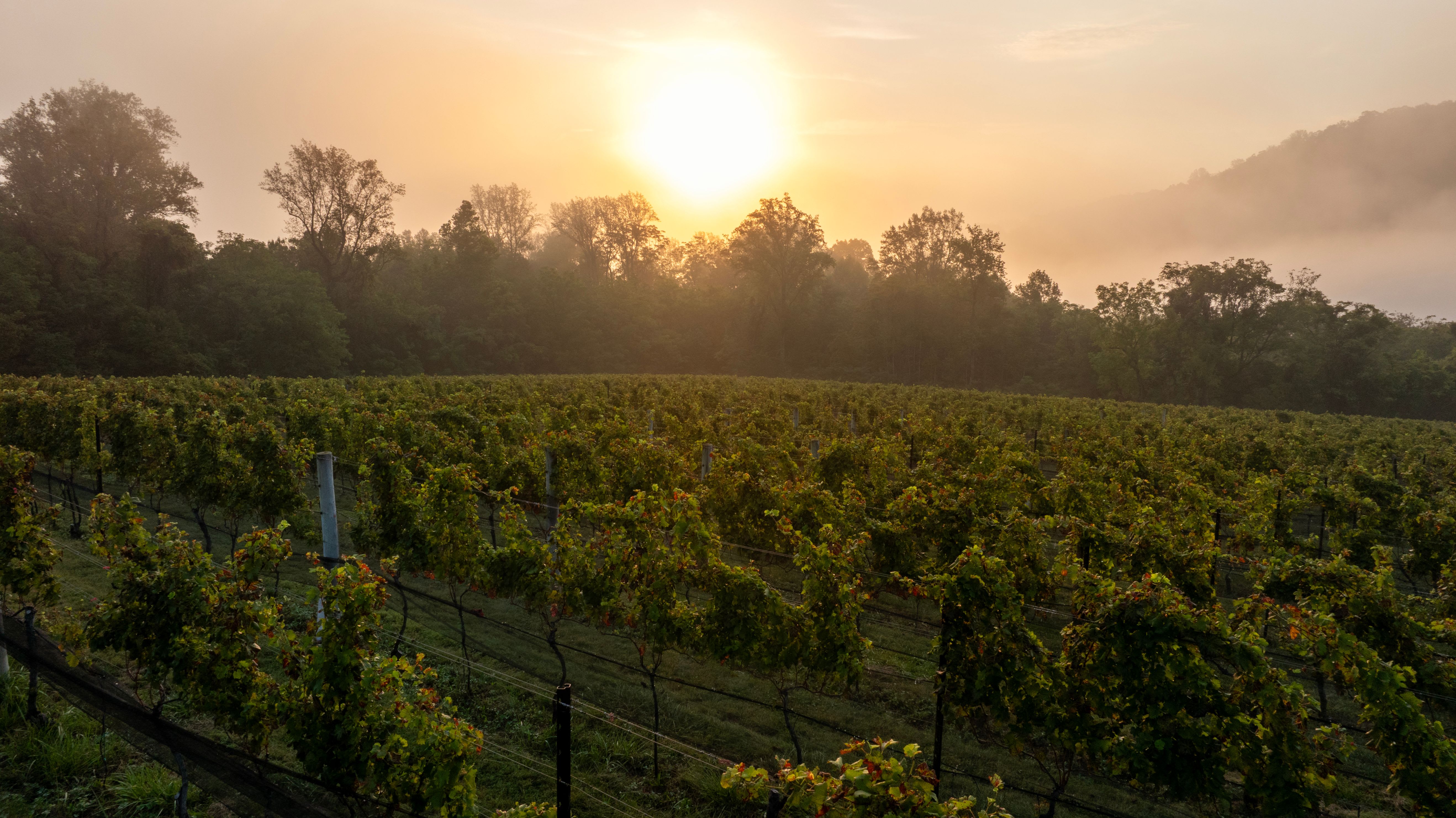 virginia-wine-month-at-early-mountain