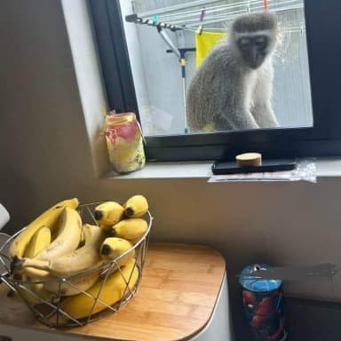 Hungry Monkey meme template
