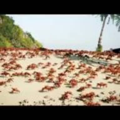 Crab Rave meme template: A vast beach swarm of red crabs under a palm tree.