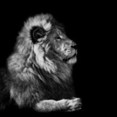 The Lion.. meme template