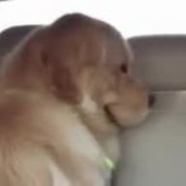 Smiling Evil Dog meme template