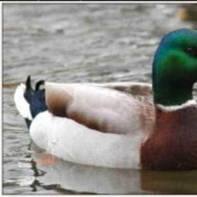 Actual Advice Mallard meme template: A mallard duck floating serenely on water, with text above and below.