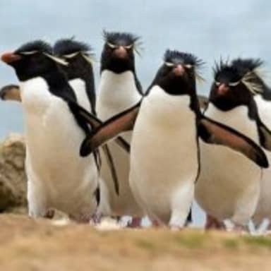 Penguin Gang meme template