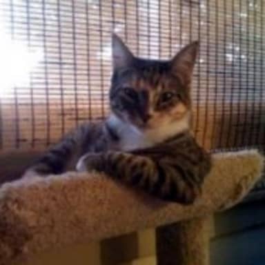 The Most Interesting Cat In The World meme template