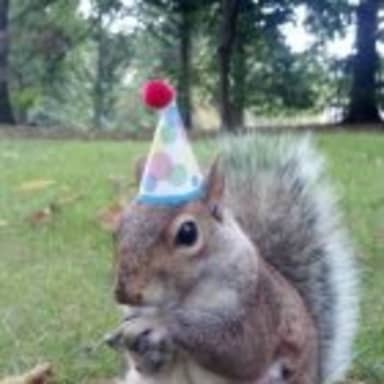 Super Birthday Squirrel meme template