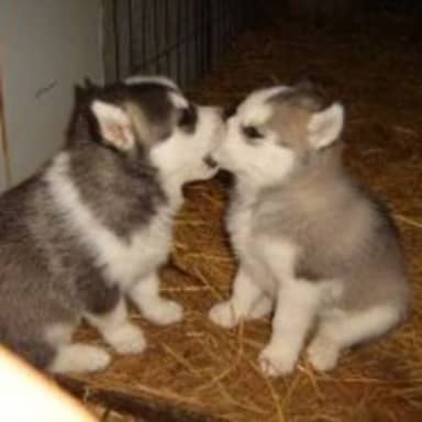 Cute Puppies meme template: Two husky puppies in a pen, facing each other and about to kiss or sniff noses.
