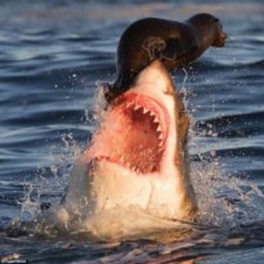 Travelonshark meme template