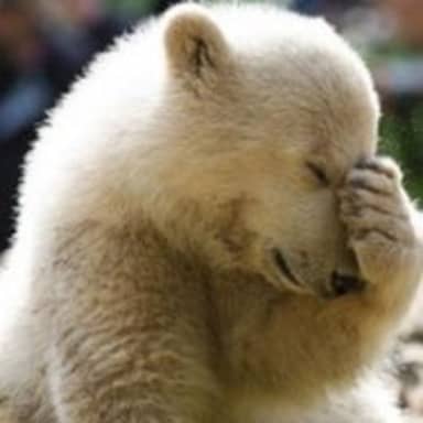 Facepalm Bear meme template: A bear covers its face in a clear facepalm, giving a familiar visual response to a mistake, bad idea, or embarrassing decision.