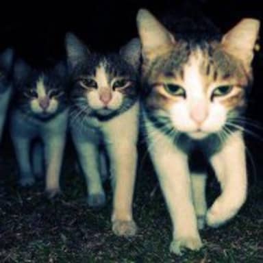 Wrong Neighboorhood Cats meme template