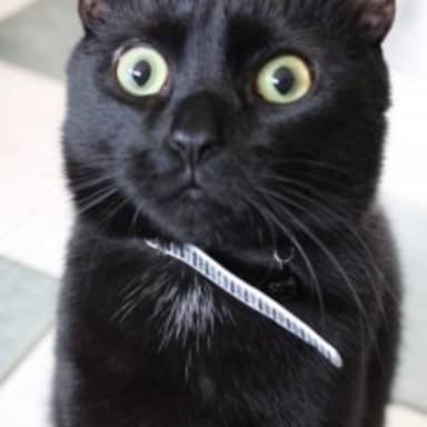 Woah Kitty meme template