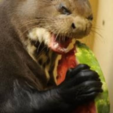 Self Loathing Otter meme template