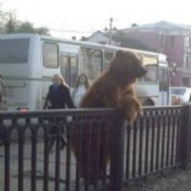 City Bear meme template: A large brown bear is perched on top of a metal fence next to a street with a bus and cars.