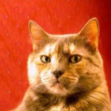 Suspicious Cat meme template