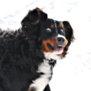Crazy Dawg meme template: A Bernese Mountain Dog with its ears flopped back and a wide-eyed, slightly panicked expression, running through snow.