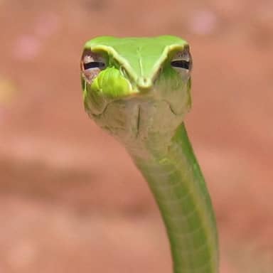 Skeptical Snake meme template
