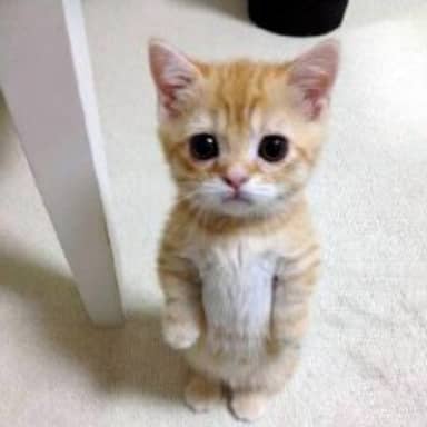 Cute Cat meme template: A very cute, small orange tabby kitten standing on its hind legs, looking up with large, pleading eyes.