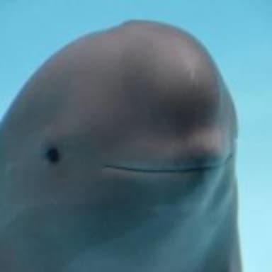 Smiling Dolphin meme template