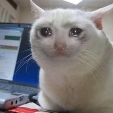 Crying Cat meme template: A white cat with large, watery eyes looking directly at the camera, appearing sad or overwhelmed. It is sitting in front of a laptop.