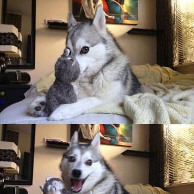 Bad Pun Dog meme template: Three vertical panels of a husky dog interacting with a small plush toy. The dog's expression progresses from curious to amused to a wide-mouthed laugh.