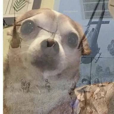 PTSD Chihuahua meme template