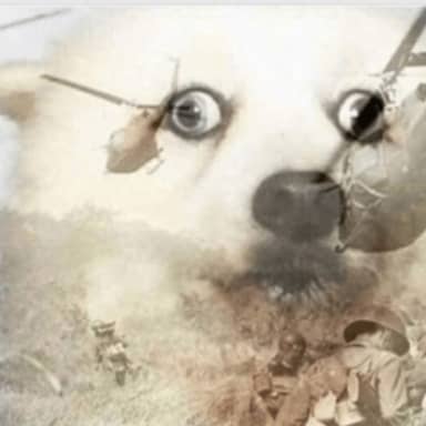 PTSD Dog meme template