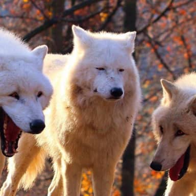 2/3 Wolves Laugh meme template: Three white wolves in a forest, two on the sides are laughing with mouths wide open, the one in the middle looks unimpressed.