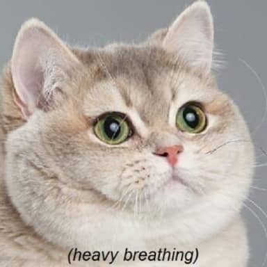 Heavy Breathing Cat meme template