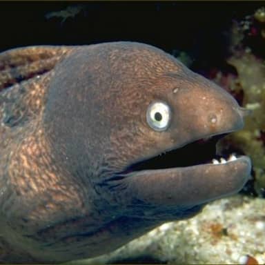 Bad Joke Eel meme template: A close-up of a moray eel's head, with its mouth slightly open and sharp teeth visible. Its eyes are wide and staring.