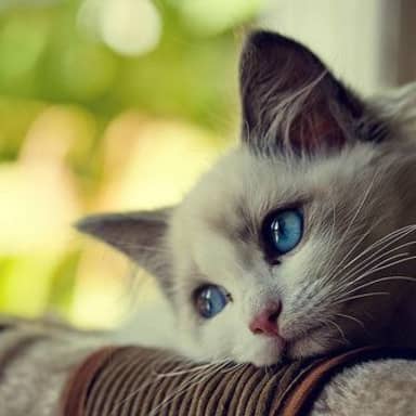 First World Problems Cat meme template: A cat reacts with visible frustration, turning a small inconvenience into an exaggerated complaint that remains easy to recognize.