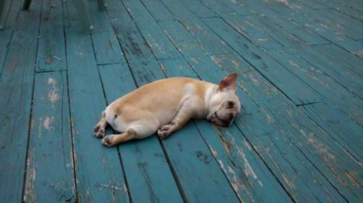 Tired Dog meme template