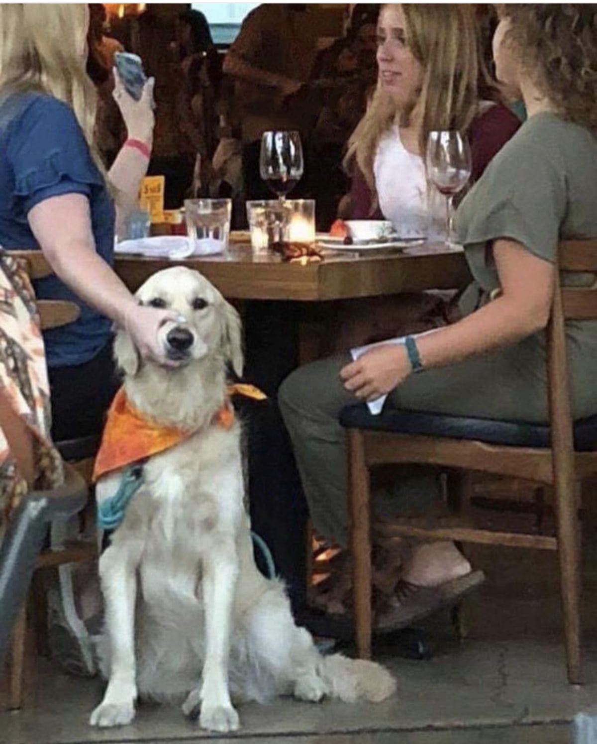 Lady Holding Dog Mouth Closed meme template
