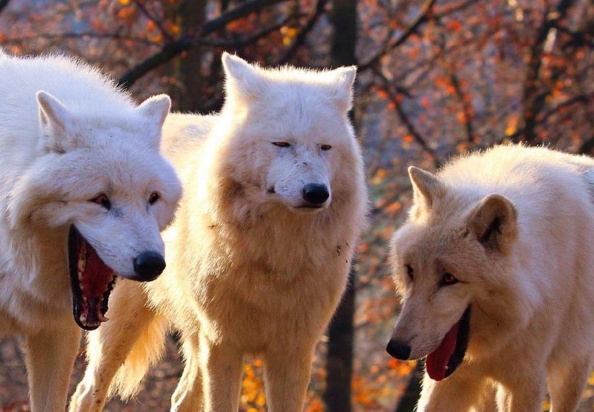 2/3 Wolves Laugh meme template: Three white wolves in a forest, two on the sides are laughing with mouths wide open, the one in the middle looks unimpressed.