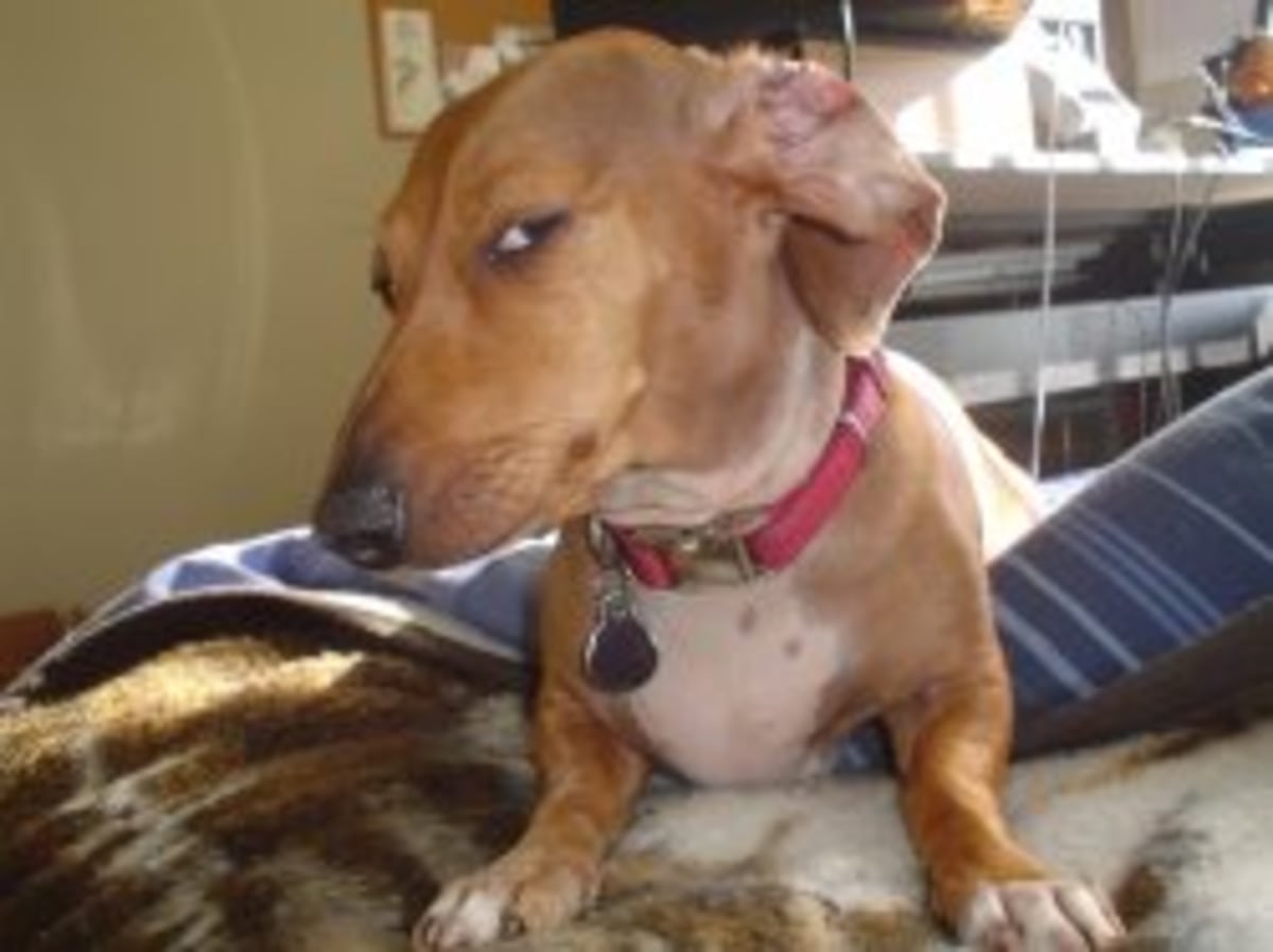 Suspicious Dog meme template
