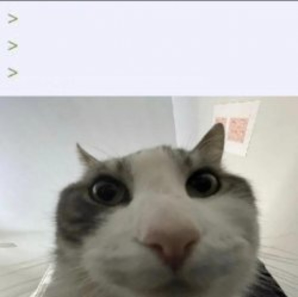 Cat Looks Inside meme template: A cat's face fills the bottom half of the image, looking directly at the camera with wide, curious eyes. The top half is blank, often used for text.