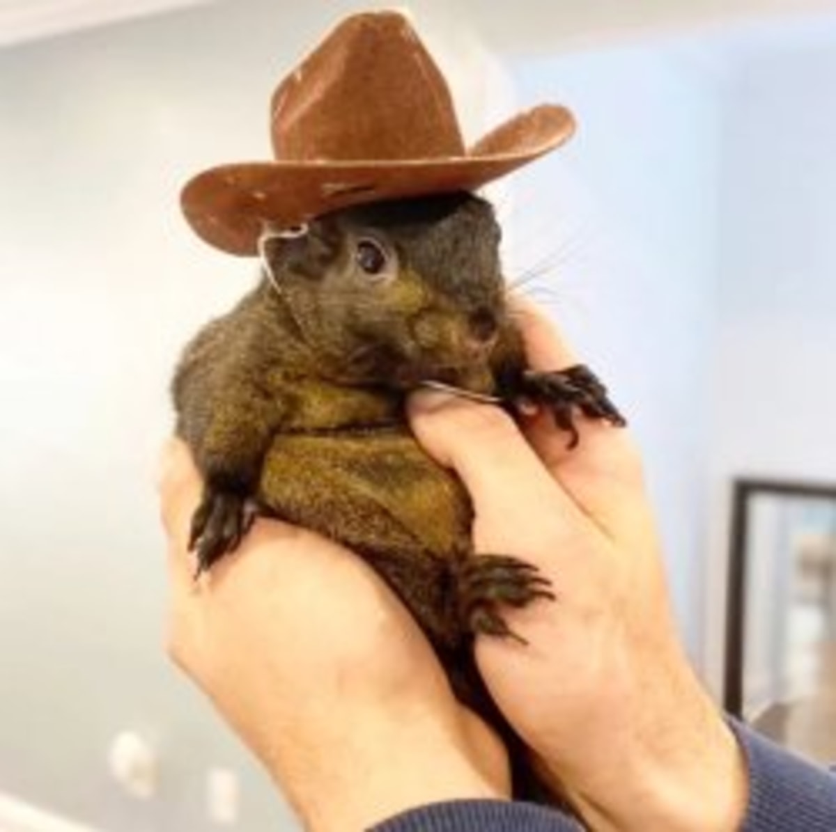Peanut The Squirrel meme template