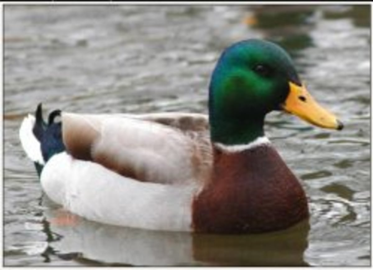 Actual Advice Mallard meme template: A mallard duck floating serenely on water, with text above and below.