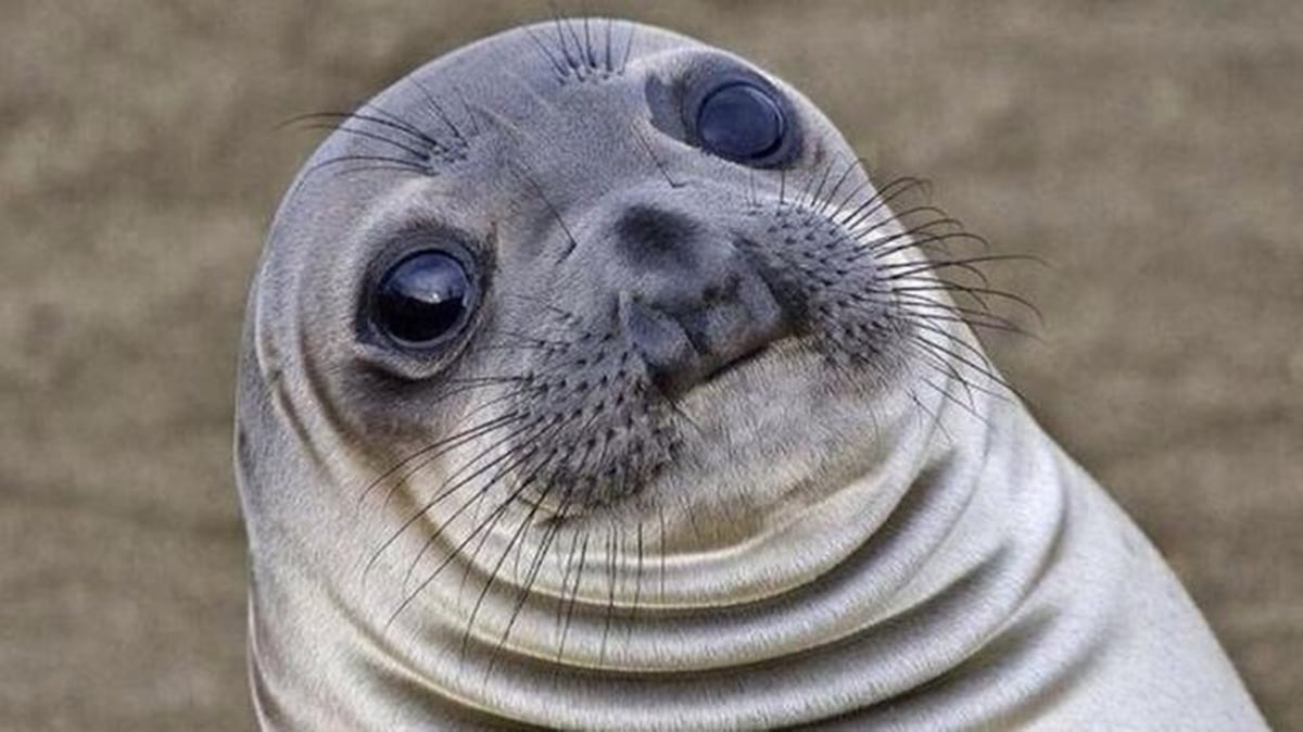 Awkward Moment Seal meme template: A seal's face tilted at an angle with wide, unblinking eyes and a slightly curved mouth, giving it an inquisitive or slightly uncomfortable expression.