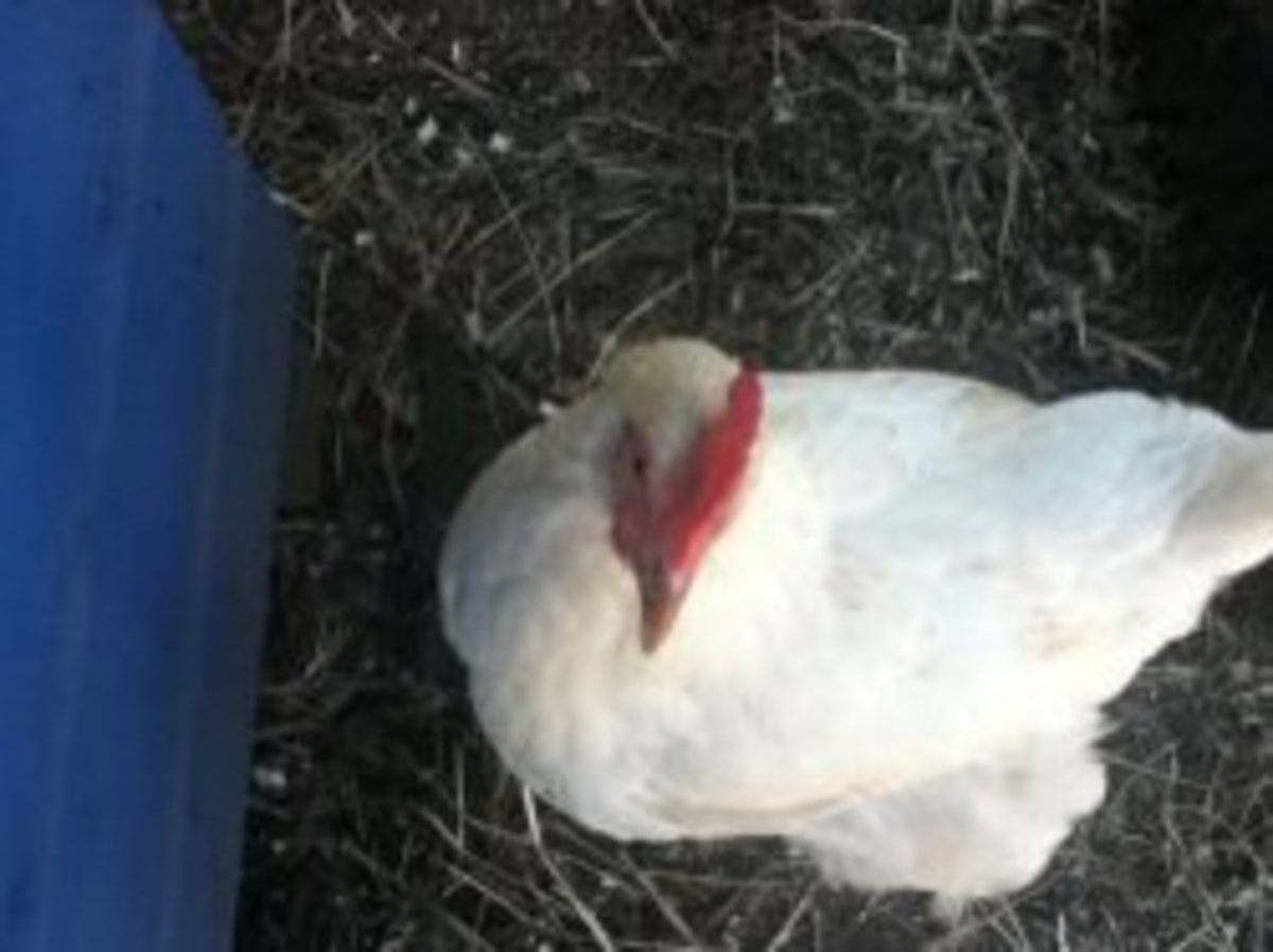 Angry Chicken Boss meme template: A close-up, low-angle shot of a white chicken looking directly at the camera with its head down, appearing stressed or unhappy.