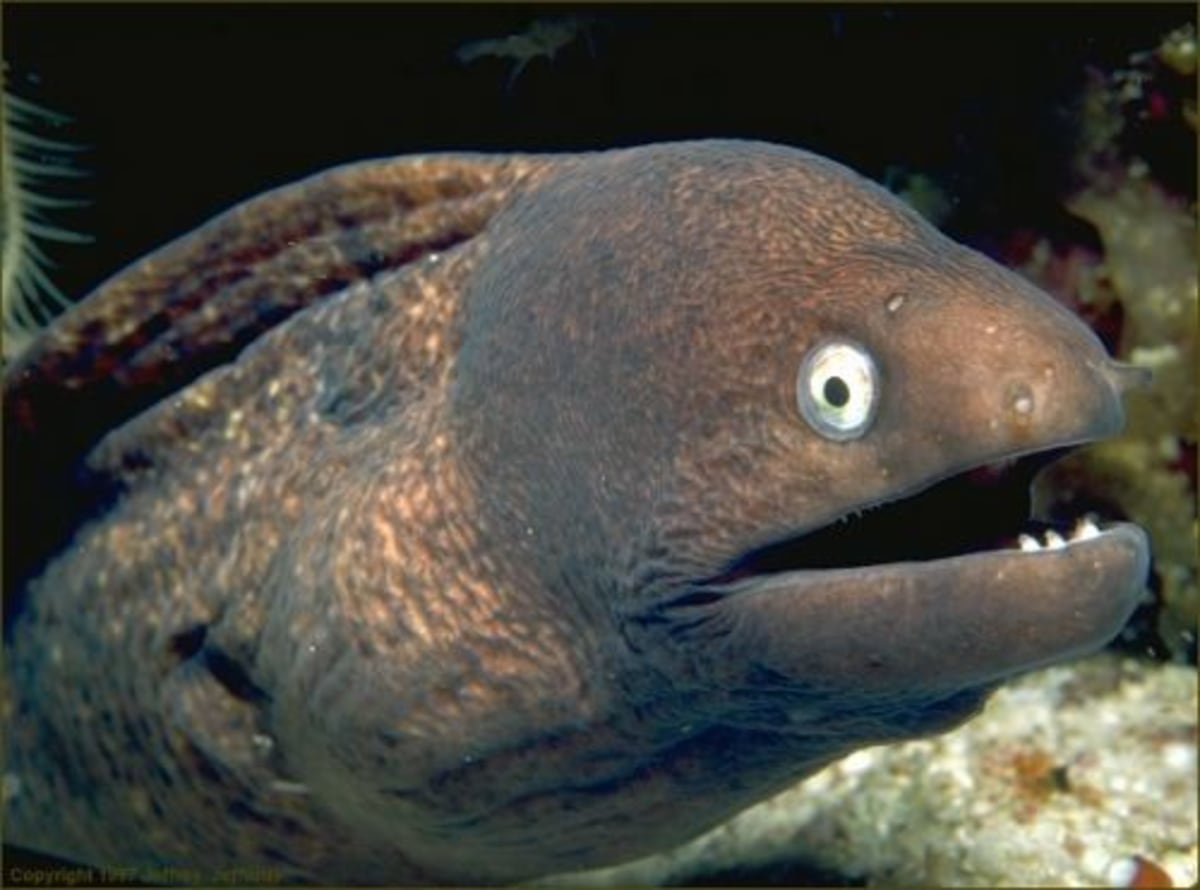 Bad Joke Eel meme template: A close-up of a moray eel's head, with its mouth slightly open and sharp teeth visible. Its eyes are wide and staring.