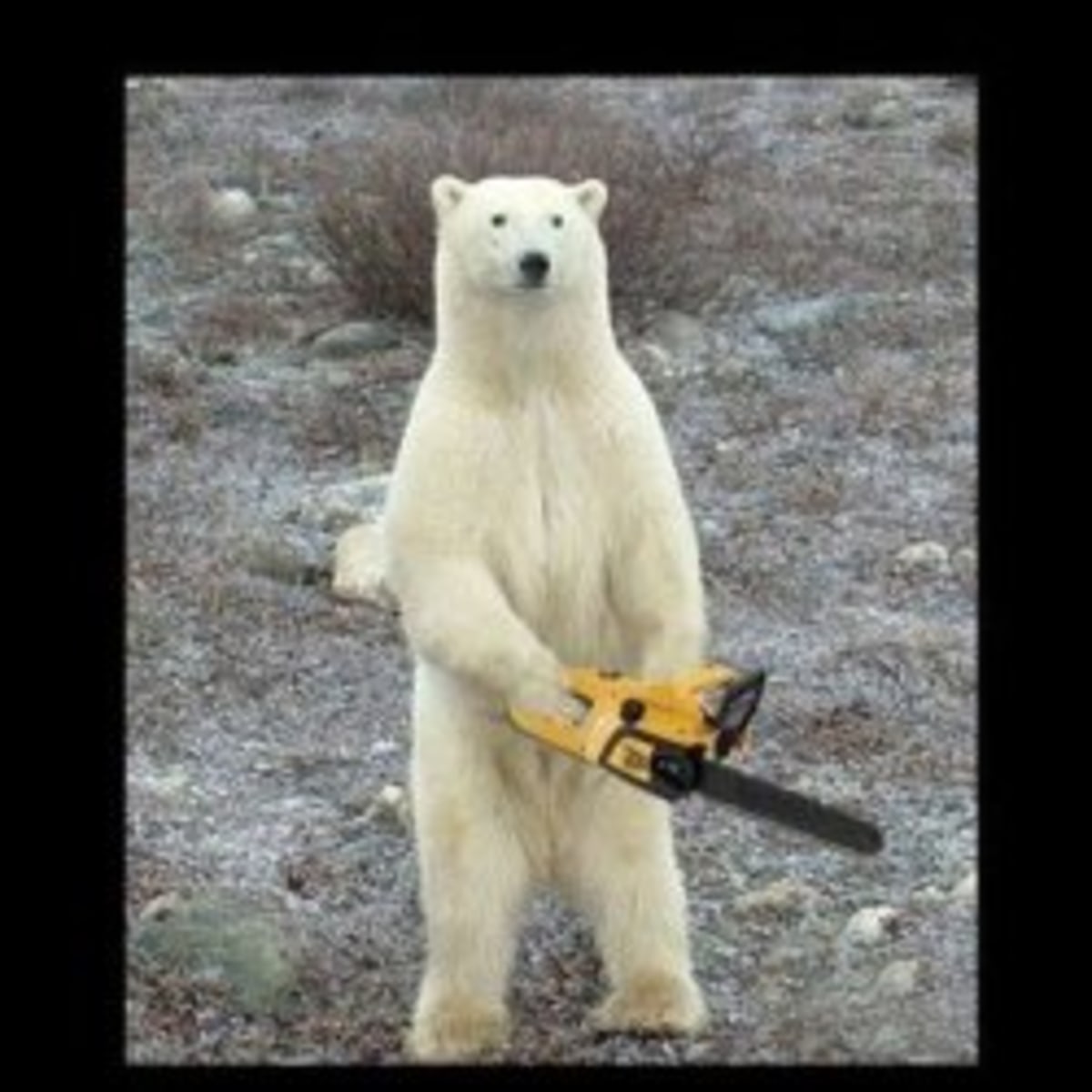 Chainsaw Bear meme template: A polar bear stands upright holding a yellow chainsaw.