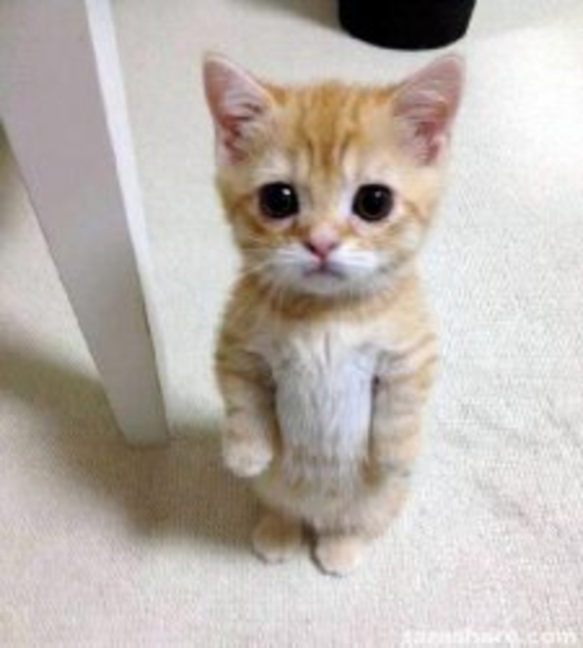 Cute Cat meme template: A very cute, small orange tabby kitten standing on its hind legs, looking up with large, pleading eyes.