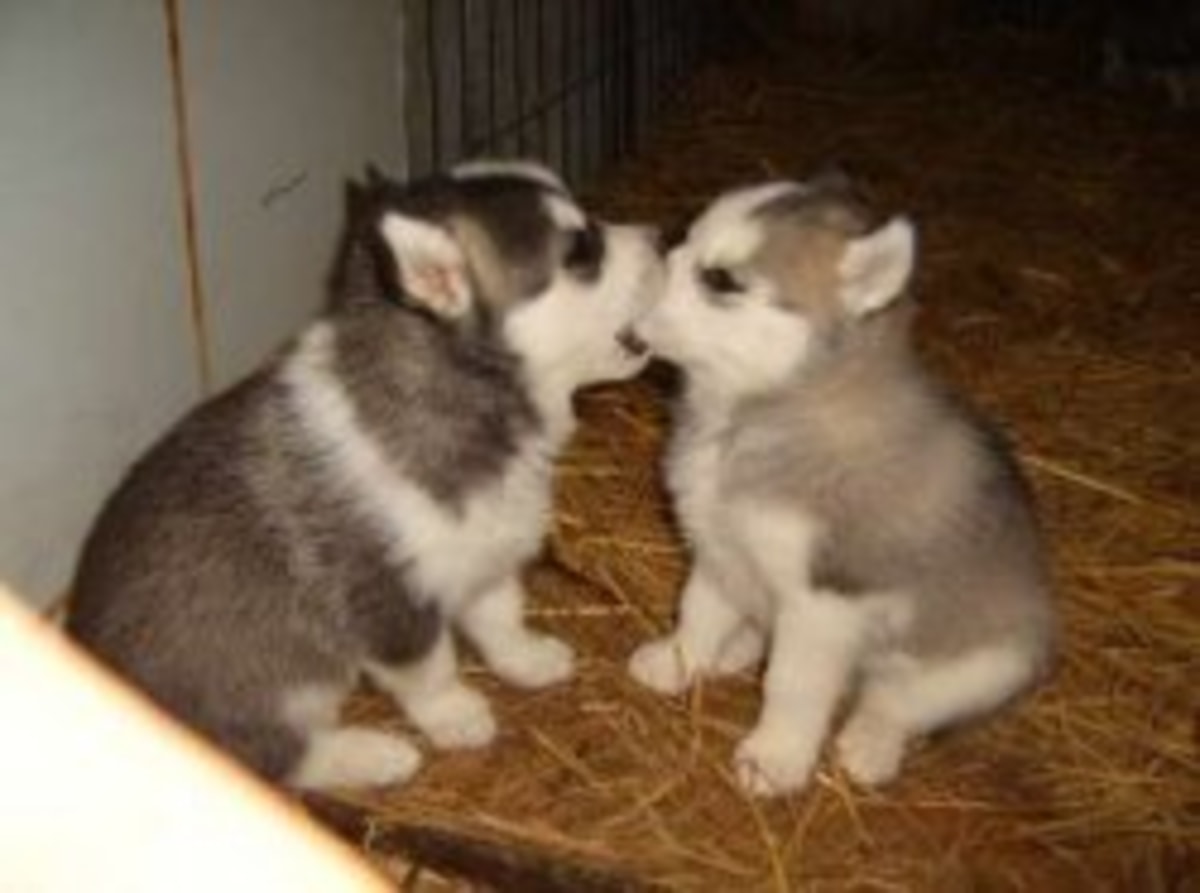 Cute Puppies meme template: Two husky puppies in a pen, facing each other and about to kiss or sniff noses.