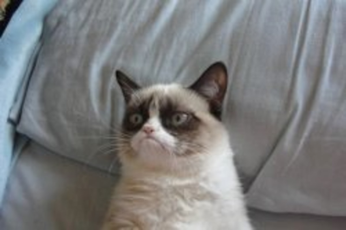 Grumpy Cat Bed meme template