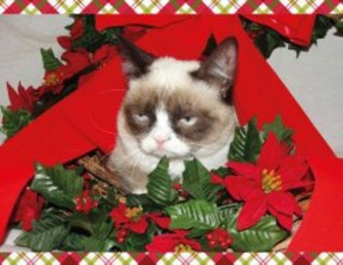 Grumpy Cat Mistletoe meme template